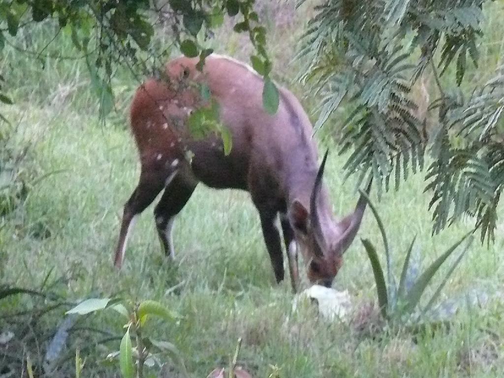 Amanzimlotzi Riverside Bush Camp Hoedspruit Værelse billede